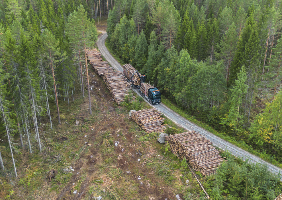 svensk skog