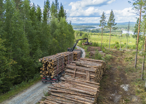svepreg och skog